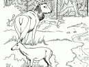 Coloriage Zoo Cerf Biche Renard Sur Hugolescargot pour Dessin Forêt À Imprimer