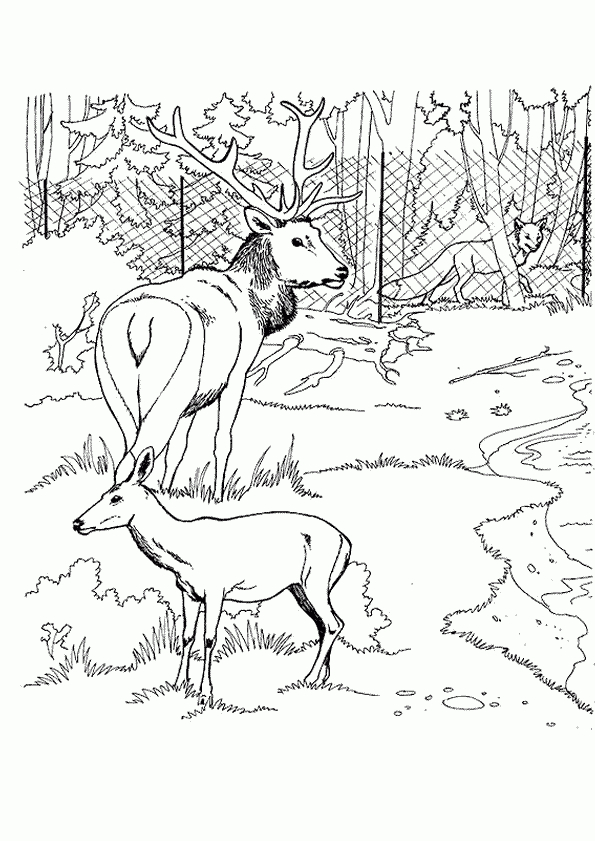 Coloriage Zoo Cerf Biche Renard Sur Hugolescargot pour Dessin Forêt À Imprimer