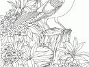 Coloring Pages For Adults - Printable Coloring Pages For concernant Coloriage Pour Adulte