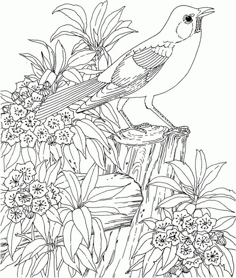 Coloring Pages For Adults - Printable Coloring Pages For concernant Coloriage Pour Adulte