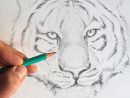 Comment Dessiner Un Tigre En Quelques Traits ? | Apprendre destiné Image De Dessin A Dessiner