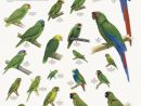 Conabio On | Oiseaux Tropicaux, Oiseaux Et Tropical destiné Coloriage Oiseaux Tropicaux