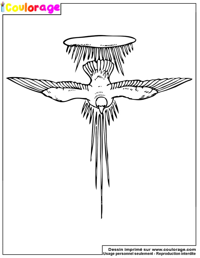 Coulorage – Dessin Et Coloriage De Colombe À Imprimer destiné Coloriage Colombe À Imprimer Coulorage – Dessin Et Coloriage De Colombe À Imprimer destiné Coloriage Colombe À Imprimer