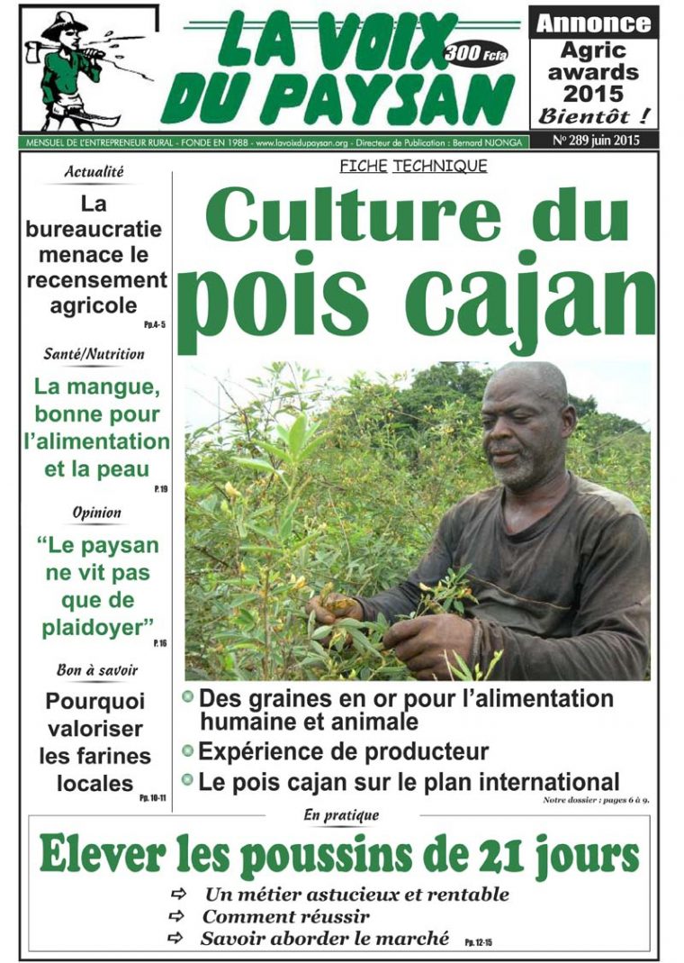 Culture Du Pois Cajan – Saild serapportantà Voix Du Paysan
