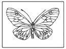 Cute And Beauty Butterfly Coloring Sheet pour Coloriage Papillon