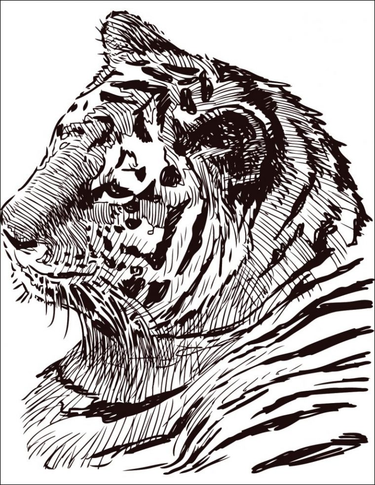 Dessin À Colorier Gratuit Félin Tigre – Artherapie.ca tout Coloriage Zebre A Imprimer Gratuit