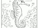 Dessin À Colorier Mer Et Marin, L’hippocampe serapportantà Coloriage Etoile De Mer