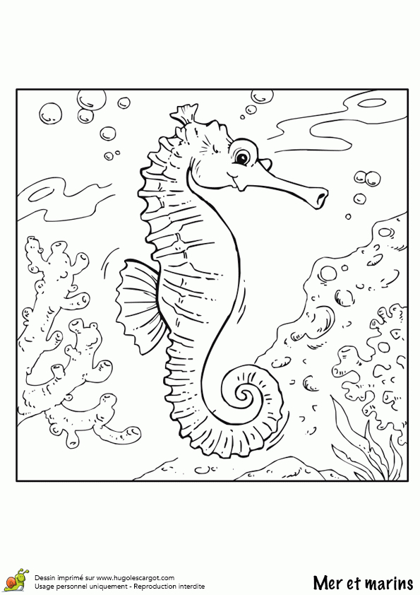 Dessin À Colorier Mer Et Marin, L’hippocampe serapportantà Coloriage Etoile De Mer