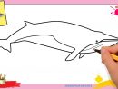 Dessin Baleine Facile - Comment Dessiner Une Baleine tout Comment Dessiner Des Tournesols