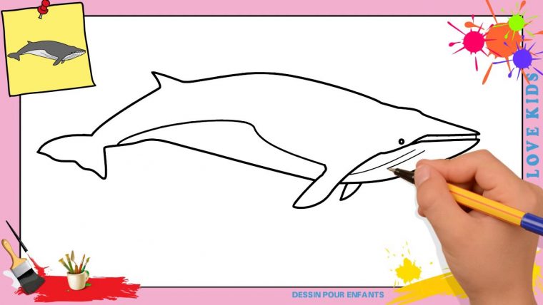 Dessin Baleine Facile – Comment Dessiner Une Baleine tout Comment Dessiner Des Tournesols