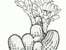 Dessin De Cactus - Dessins À Colorier - Imagixs | Cactus avec Coloriage Cactus A Imprimer