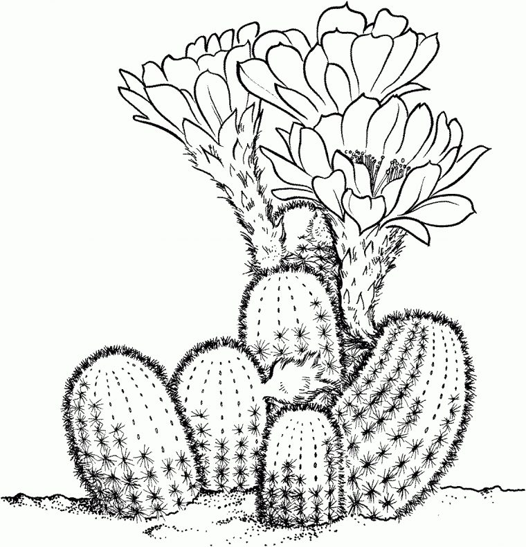 Dessin De Cactus – Dessins À Colorier – Imagixs | Cactus avec Coloriage Cactus A Imprimer