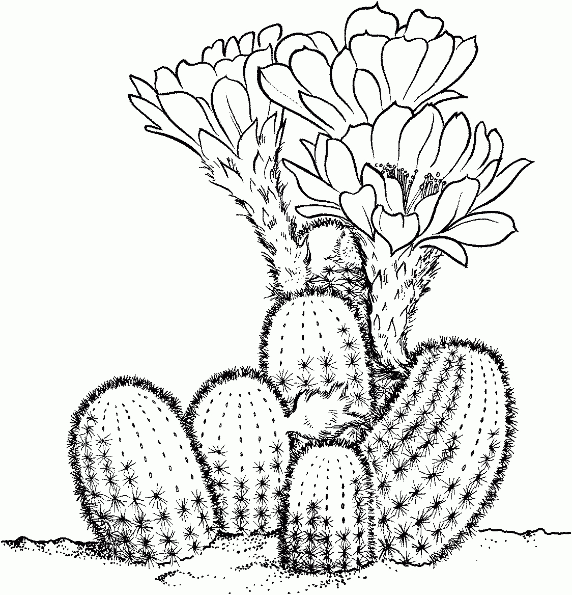 Dessin De Cactus - Dessins À Colorier - Imagixs | Cactus avec Coloriage Cactus A Imprimer