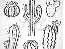 Dessin De Cactus - Dessins À Colorier - Imagixs | Cactus destiné Coloriage Cactus A Imprimer