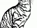 Dessin De Chat | Cat Coloring Page, Animal Coloring Pages tout Coloriage Chat Et Souris