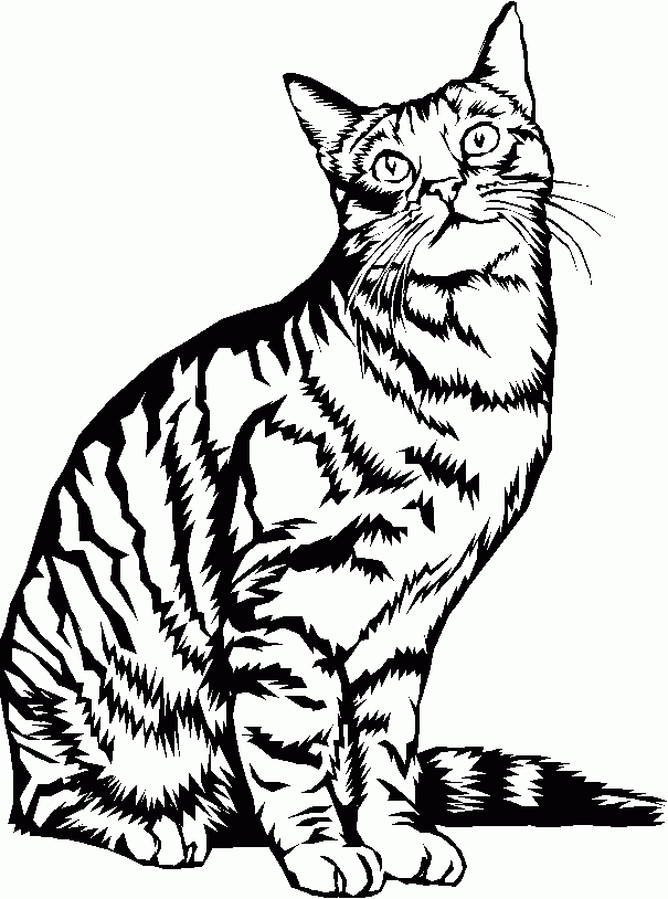 Dessin De Chat | Cat Coloring Page, Animal Coloring Pages tout Coloriage Chat Et Souris