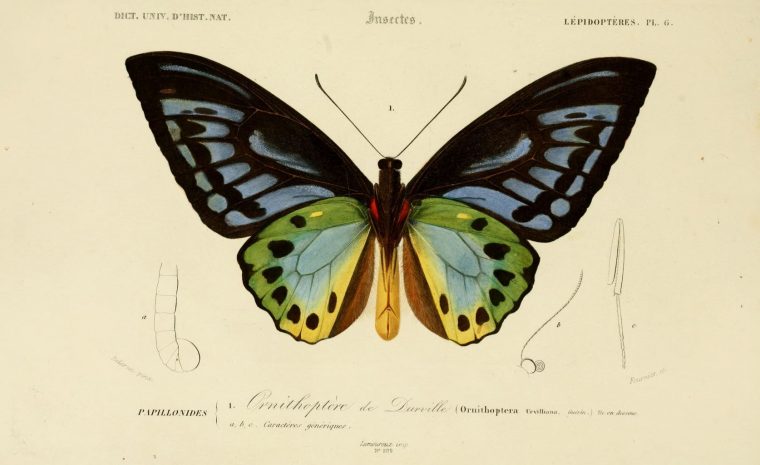 Dessin Insectes 0173 Papillon Ornithoptere De Durville à Dessin De Papillon En Couleur
