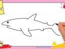 Dessin Requin 3 Facile - Comment Dessiner Un Requin dedans Etapes Pour Dessiner Facilement Des Tulipes