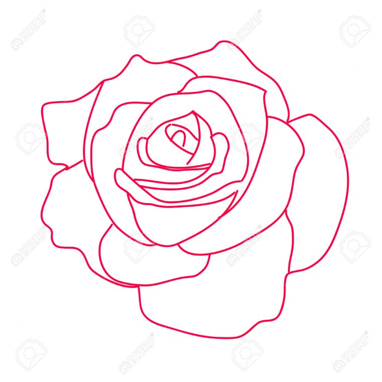 Dessin Rose Blanche – Photo De Fleur : Une Pensee Fleuriste encequiconcerne Dessin De Rose A Imprimer