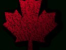 Dessin Vectoriel De Feuille D'Érable Canadienne | Vecteurs concernant Feuille D Erable Dessin