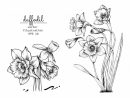 Dessins De Fleur De Narcisse De Jonquille. | Vecteur Premium avec Jonquille Dessin