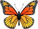 Dessins En Couleurs À Imprimer : Papillon, Numéro : 286748 intérieur Dessin Petit Papillon