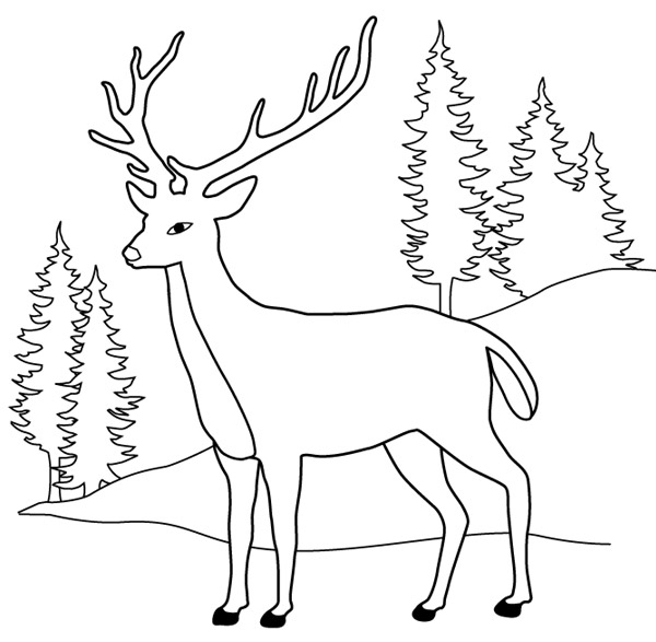 Dessins Gratuits À Colorier – Coloriage Chevreuil À Imprimer destiné Dessin Forêt À Imprimer