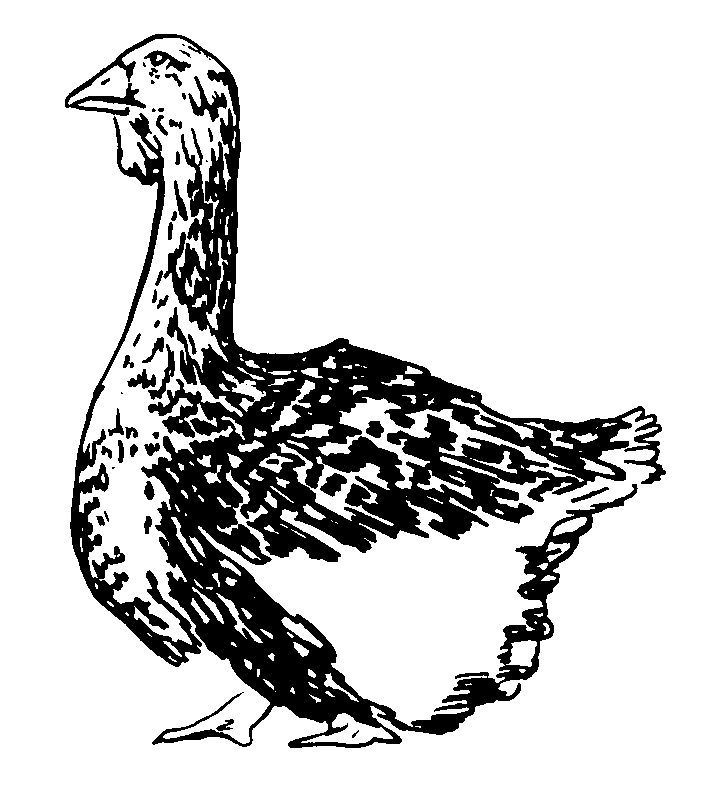 Dessins Gratuits À Colorier – Coloriage Dinde À Imprimer à Dessin Dinde