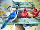 ᐅ 76 Oiseaux Images, Photos Et Illustrations Pour Facebook tout Gratuites Oiseaux