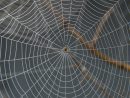 En Australie, Une Gigantesque Toile D’araignée Recouvre intérieur Toile D Araignée Dessin