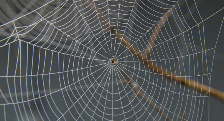 En Australie, Une Gigantesque Toile D’araignée Recouvre intérieur Toile D Araignée Dessin