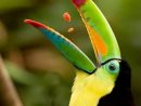Épinglé Par Micheline Sur Tropiques | Oiseaux Exotiques avec Coloriage Oiseaux Tropicaux