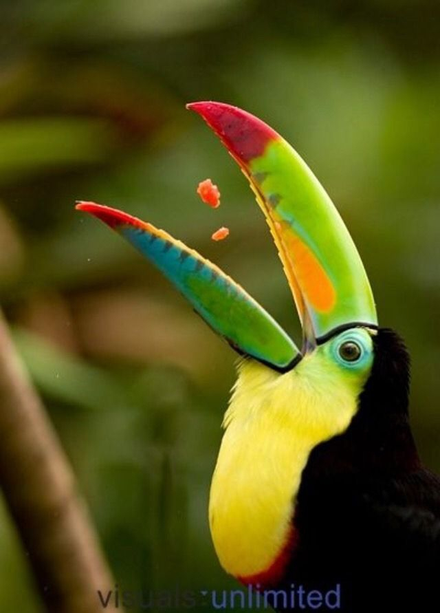 Épinglé Par Micheline Sur Tropiques | Oiseaux Exotiques avec Coloriage Oiseaux Tropicaux