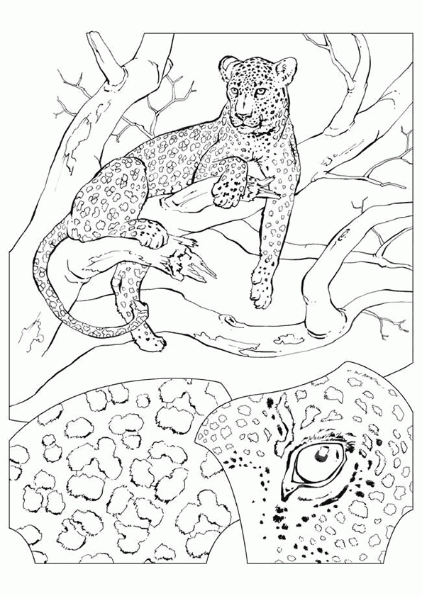 Épinglé Sur Coloriages Animaux De La Jungle Et De La Savane intérieur Coloriage Animaux De La Jungle Gratuit