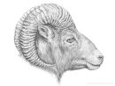 Europäisches Mufflon | Illustrator, Zeichnung Ideen encequiconcerne Dessin Mouflon