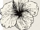 Fleur D'Hibiscus | Dessin Hibiscus, Dessin De Fleur concernant Coloriage Hawaienne