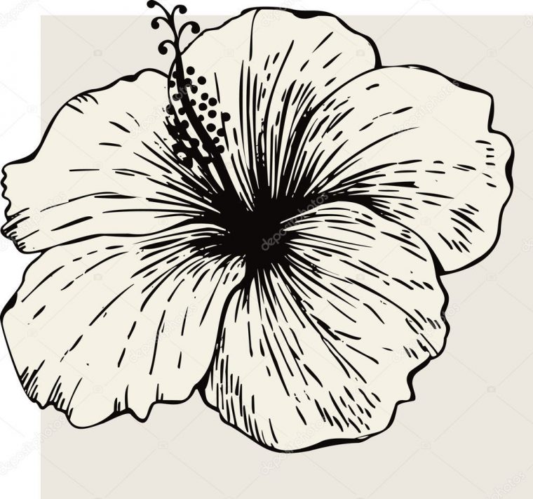 Fleur D'Hibiscus | Dessin Hibiscus, Dessin De Fleur concernant Coloriage Hawaienne