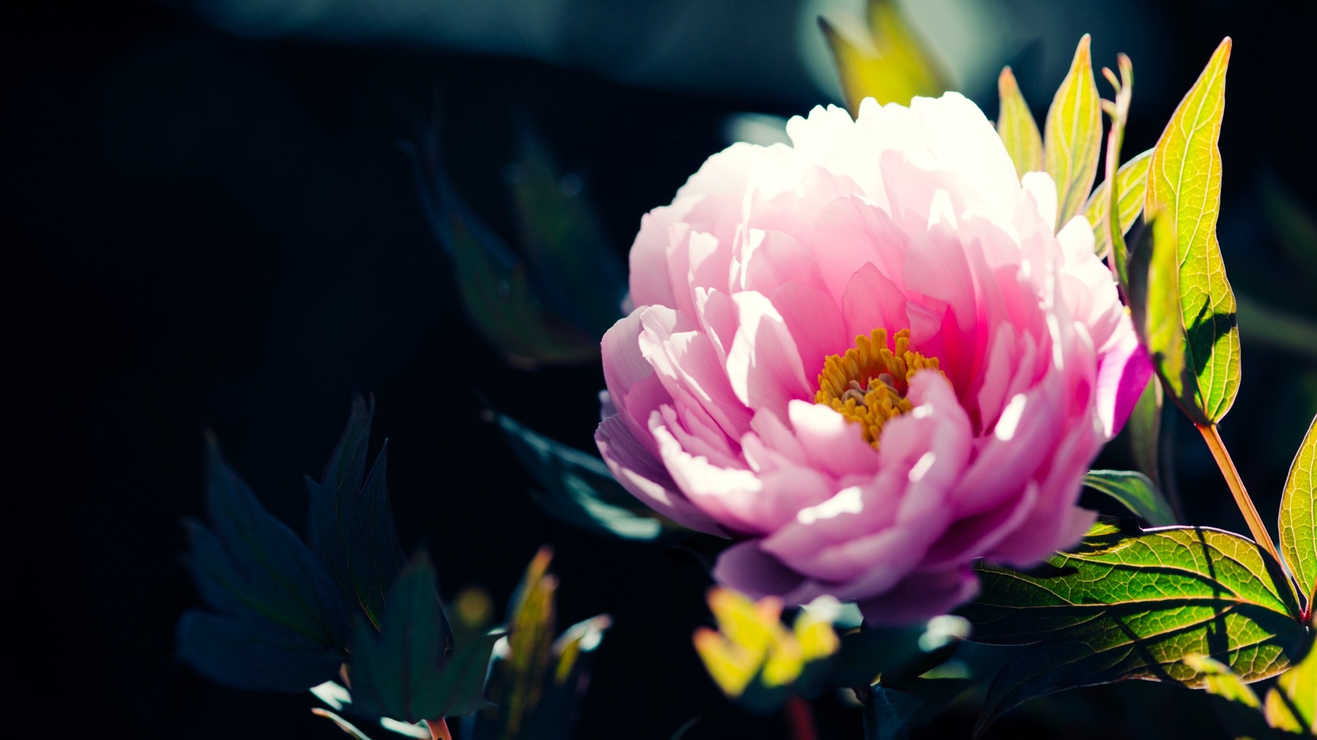 Fleur Rose Printemps Fond Écran - 10 000 Fonds D'Écran Hd intérieur