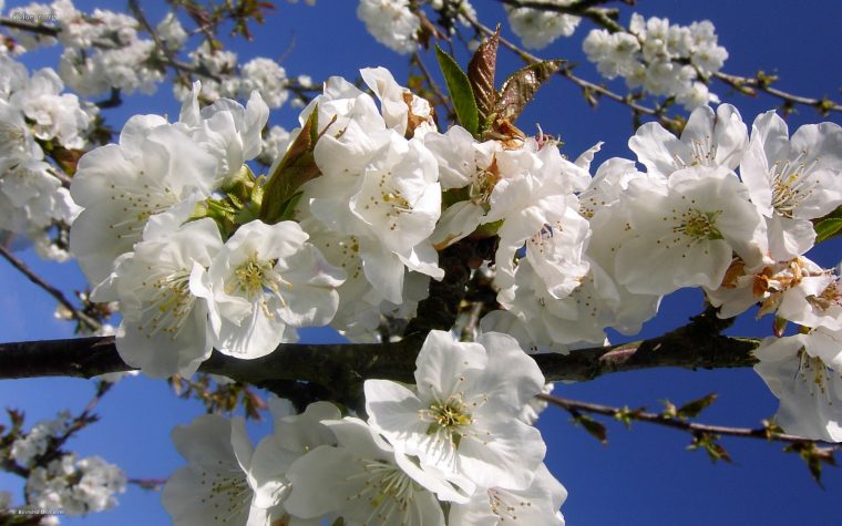 Fond D'Ecran 430 : Cerisier En Fleur concernant Fond ?Cran Fleurs Et Oiseaux