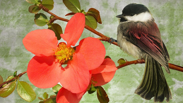 Fond D'Écran Gratuit Printemps Oiseaux - Fonds D'Écran Hd tout Fond