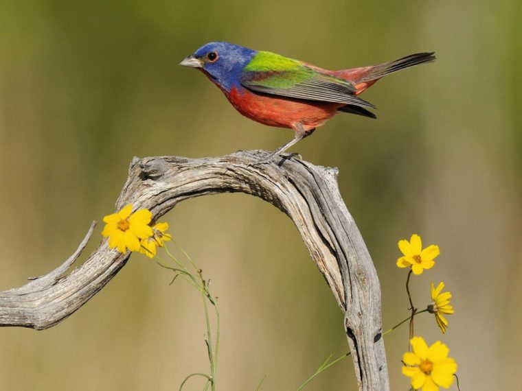 Fond Écran – Bel Oiseau Passerin – Chezmaya intérieur Fond D'?Cran Oiseaux Exotiques