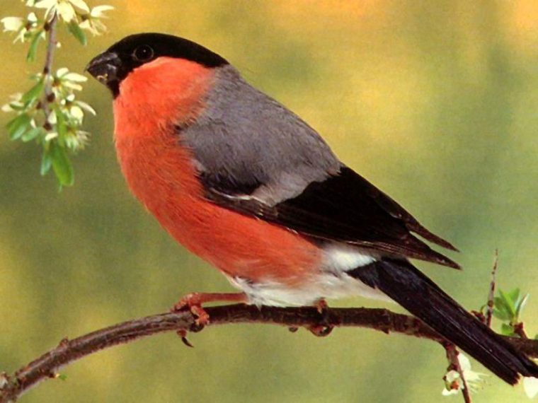 Fond Ecran Oiseaux avec Fond D&#039;?Cran Oiseaux Exotiques