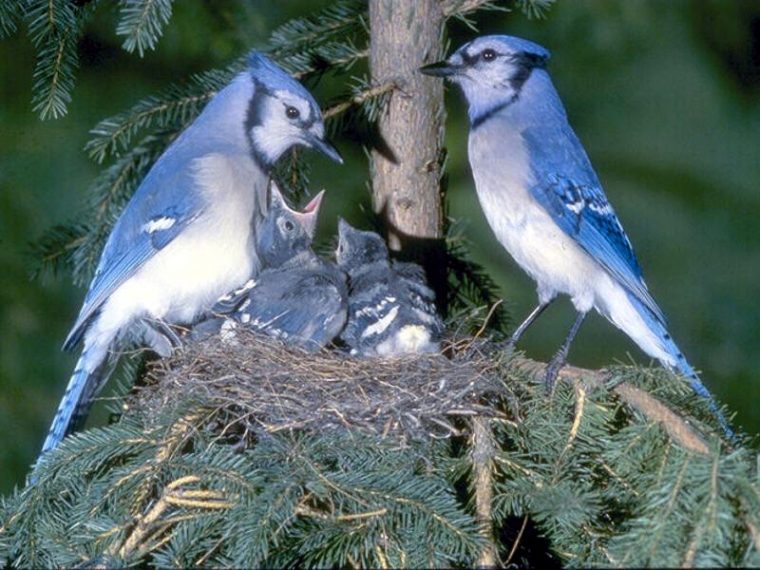 Fond Ecran Oiseaux – Page 2 à Fond ?Cran Oiseaux Exotiques Fond Ecran Oiseaux – Page 2 à Fond ?Cran Oiseaux Exotiques