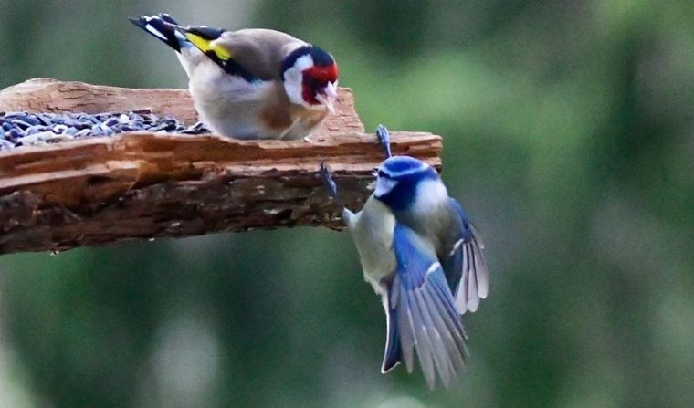 Fond Ecran Oiseaux – Page 3 concernant Fond D&#039;?Cran Oiseaux Exotiques