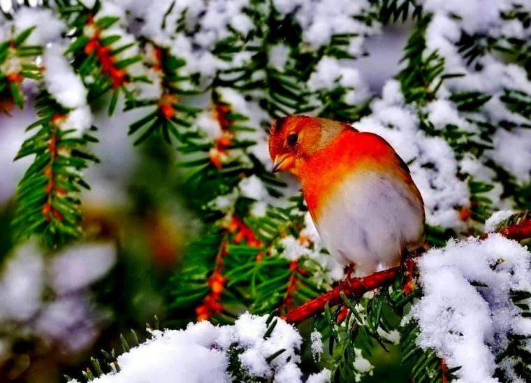 Fond Ecran Oiseaux – Page 3 pour Fond D&#039;?Cran Oiseaux Exotiques