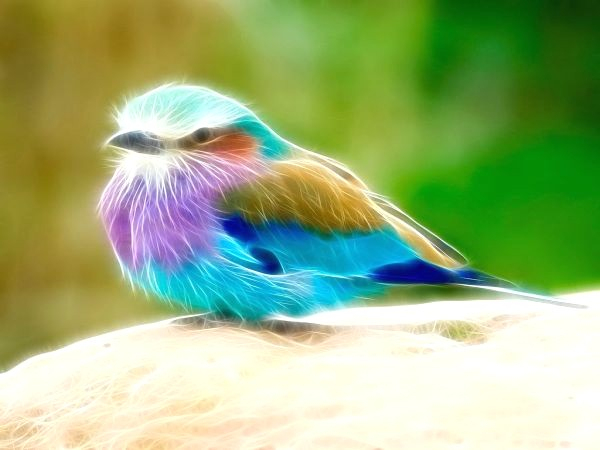 Fonds D Cran Animaux 3D Fondecranmagique Com Avec Bandeau2 concernant Fond D&#039;?Cran Oiseaux Exotiques