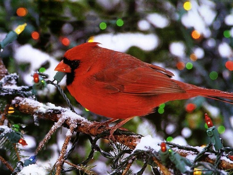 Fonds D Ecran D Oiseaux – Page 2 tout Fond ?Cran Oiseaux Exotiques Fonds D Ecran D Oiseaux – Page 2 tout Fond ?Cran Oiseaux Exotiques