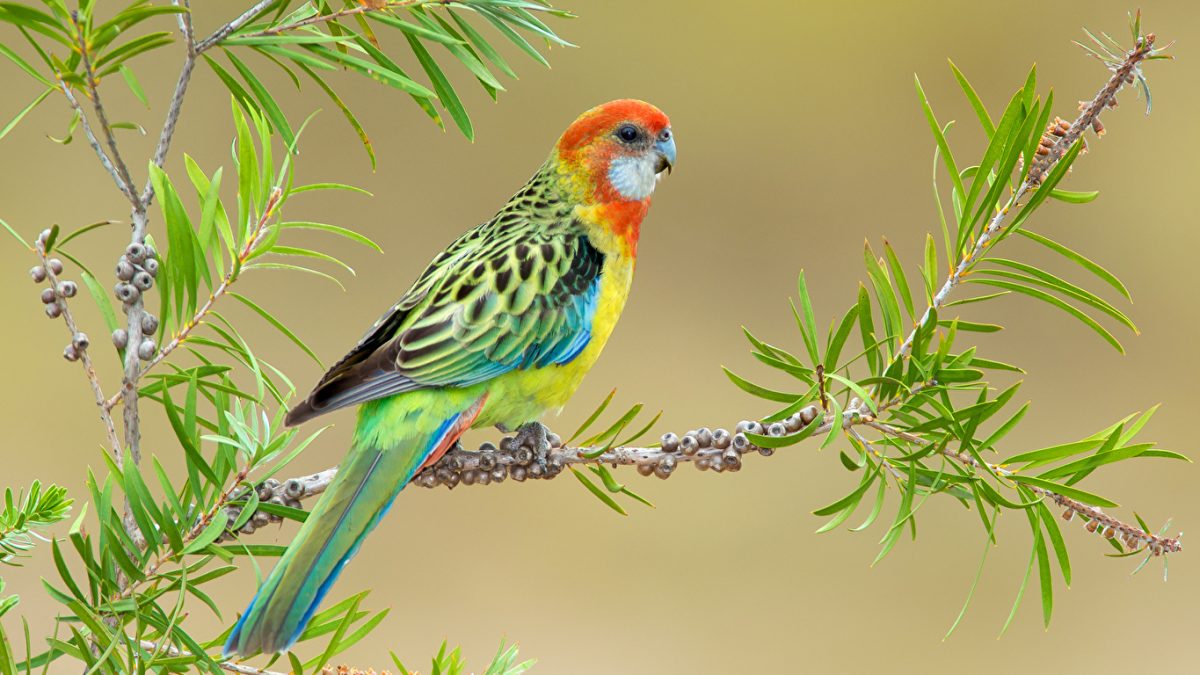 Fonds D'Écran Oiseaux Gratuits encequiconcerne Fond ?Cran Oiseaux