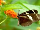 Fonds D'Écran Animaux &gt; Fonds D'Écran Insectes - Papillons à Mot Exotique Font D ?Cran