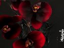 Fonds D'Écran Art - Numérique Nature - Fleurs Orchidées tout Mot Exotique Font D ?Cran